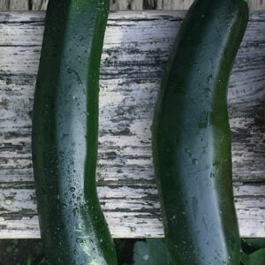 Zucchini Dark Green