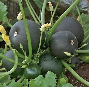 Zuchinni Bosun