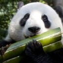 0520_panda-bamboo-1000x729_1080x