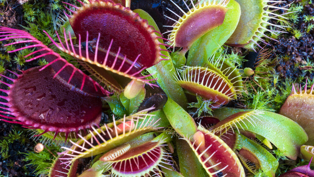100720_cs_venusflytrap_feat-1028x579