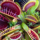 100720_cs_venusflytrap_feat-1028x579