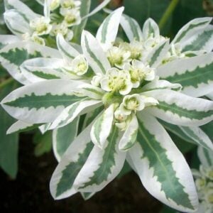 Euphorbia Marginata Neige sur la Montagne