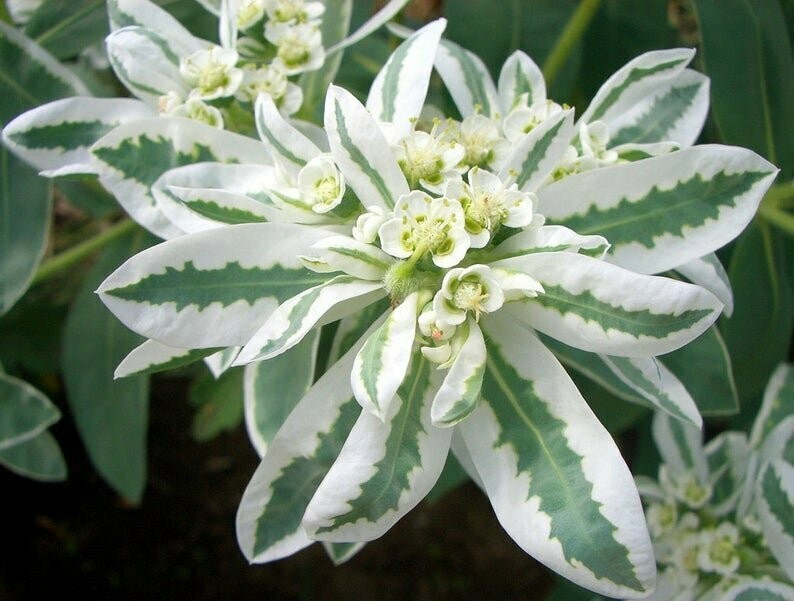 Heriloom 100 graines Euphorbia marginata neige sur la montagne de fleurs en vrac Graine B0060 