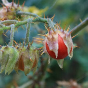 Tomate Litchi (Morelle de Balbis)