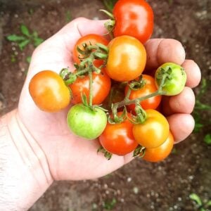 Tomate Mini Tim