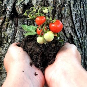 Tomate Micro Tom