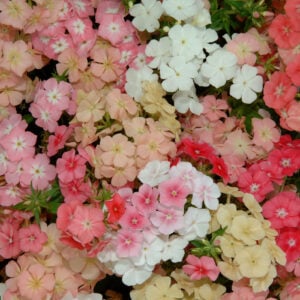 Phlox Mix Récif de Corail