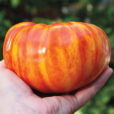 Lycopersicum Tomato Big Rainbow