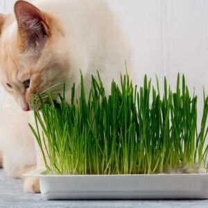 Herbe pour Animaux de compagnie