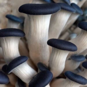Blue Oyster Mushroom