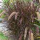 -GR-_-PURPLE-FOUNTAIN-GRASS_Seed-______Lovely-Ornamental--22
