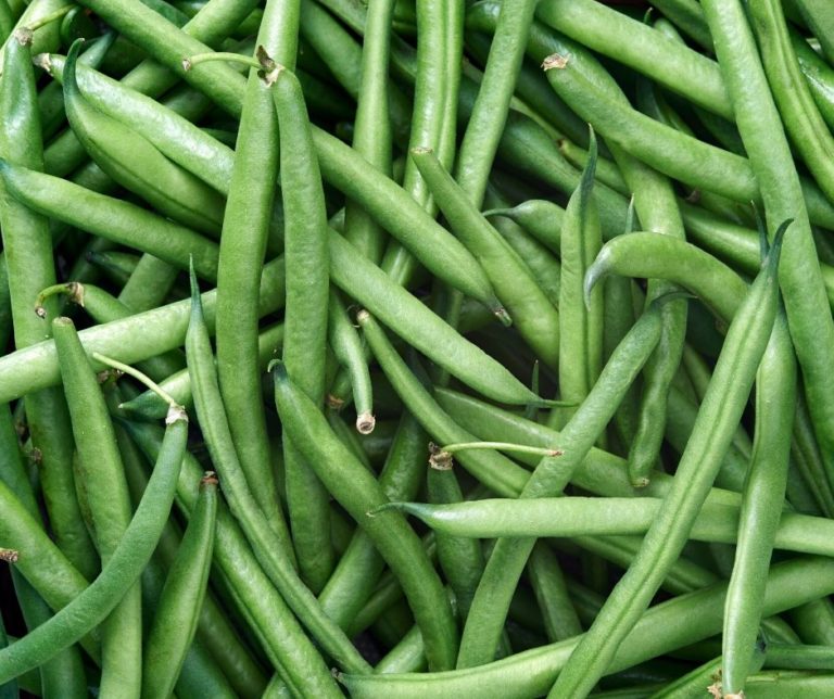 Rendement Haricot Vert Par Hectare En Côte D'ivoire