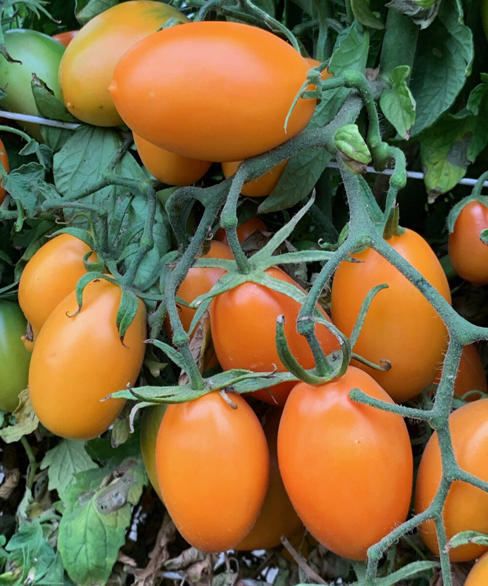 Orange Roma p3
