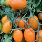 Orange Roma p3