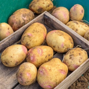 Pomme de terre Picasso