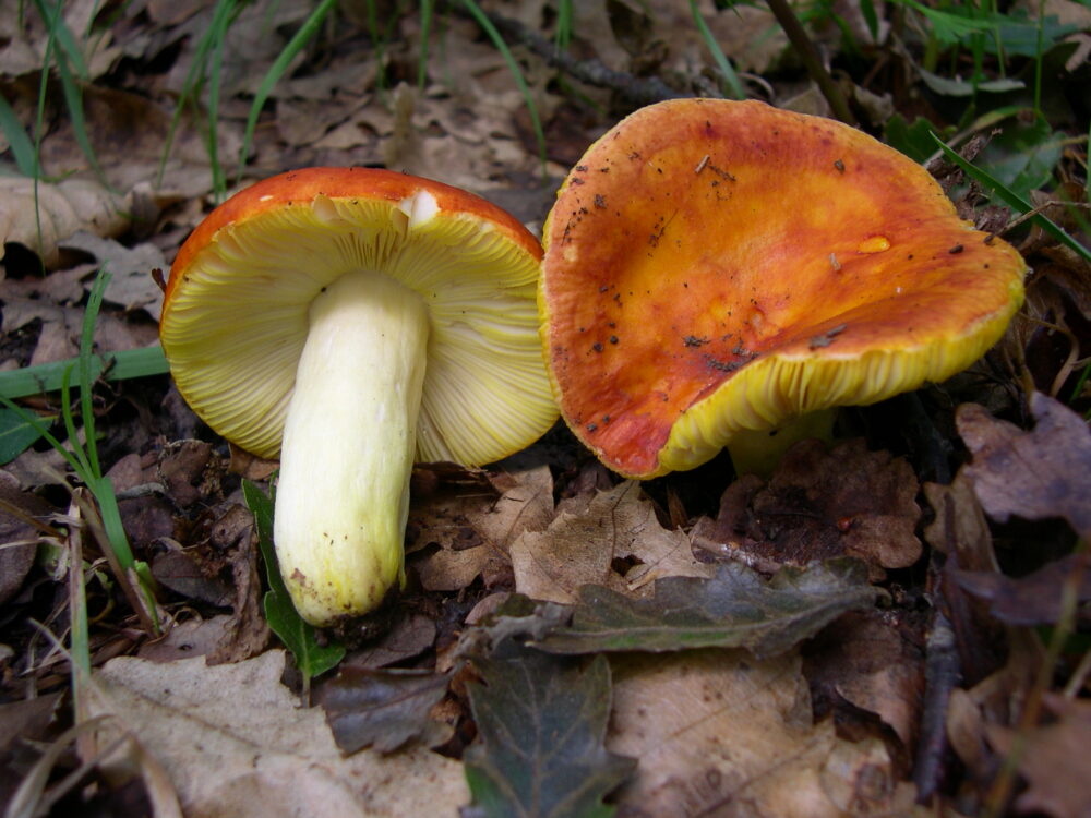 Russula_Aurea
