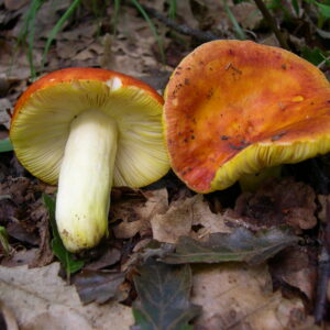 Golden Russula