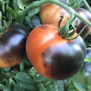 Indigo Apple Tomato