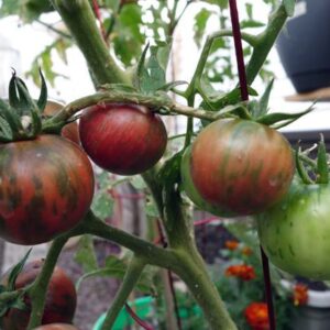Black Varnishing Tomato