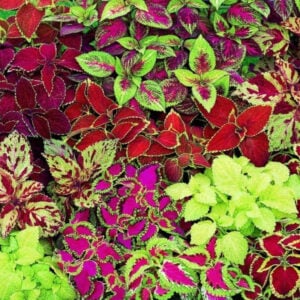Coleus Arc en ciel Mix
