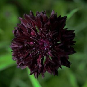 Fleurs Centauri Black Ball