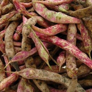 Haricot Italien Borlotti