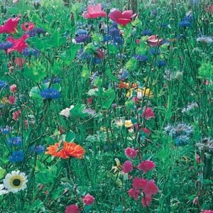 Mix Fleurs Sauvages pour l'ombre