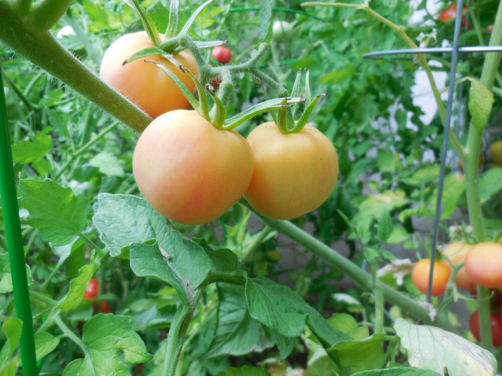 gardenpeachtomatesemencecanadaqc
