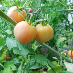 Peach Tomato