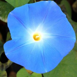 Gloire du Matin Bleu Paradis