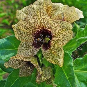 Henbane