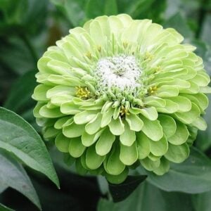Zinnia Green Envy