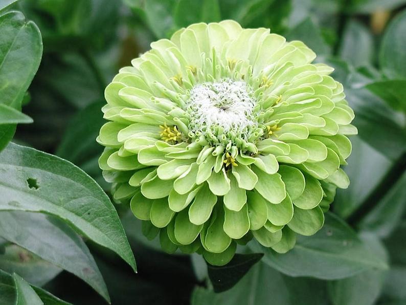 Zinnia Green Envy Semence Canada