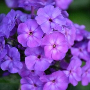 Phlox Beauté Bleu