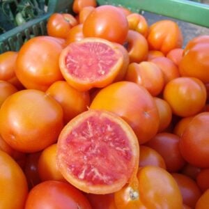 Tomate Zlatava