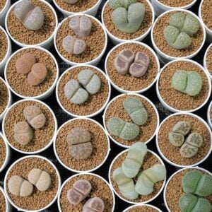 Lithops Mix