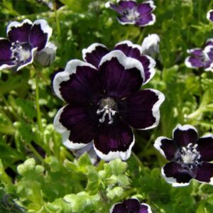 Nemophila Black Pennie