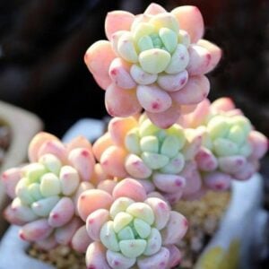 Gorge Sedum