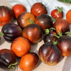 Dark Lord Tomato