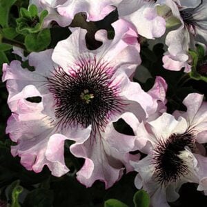Pétunia Alba F1