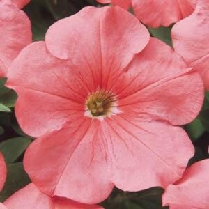 Pétunia Rivière aux Saumons