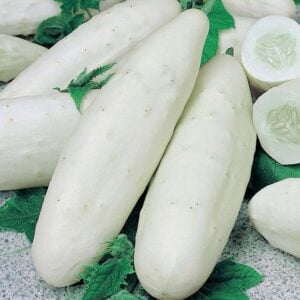 Concombre Blanc Angélique