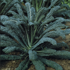 Kale Italien Noir Laqué