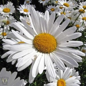 Marguerite Alaska