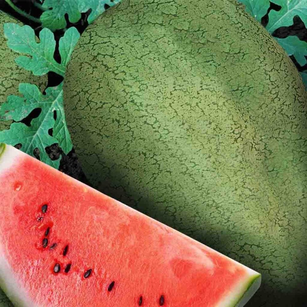 melondeauearlycanadasemencecandaqc
