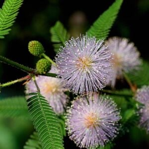 Mimosa Pudique