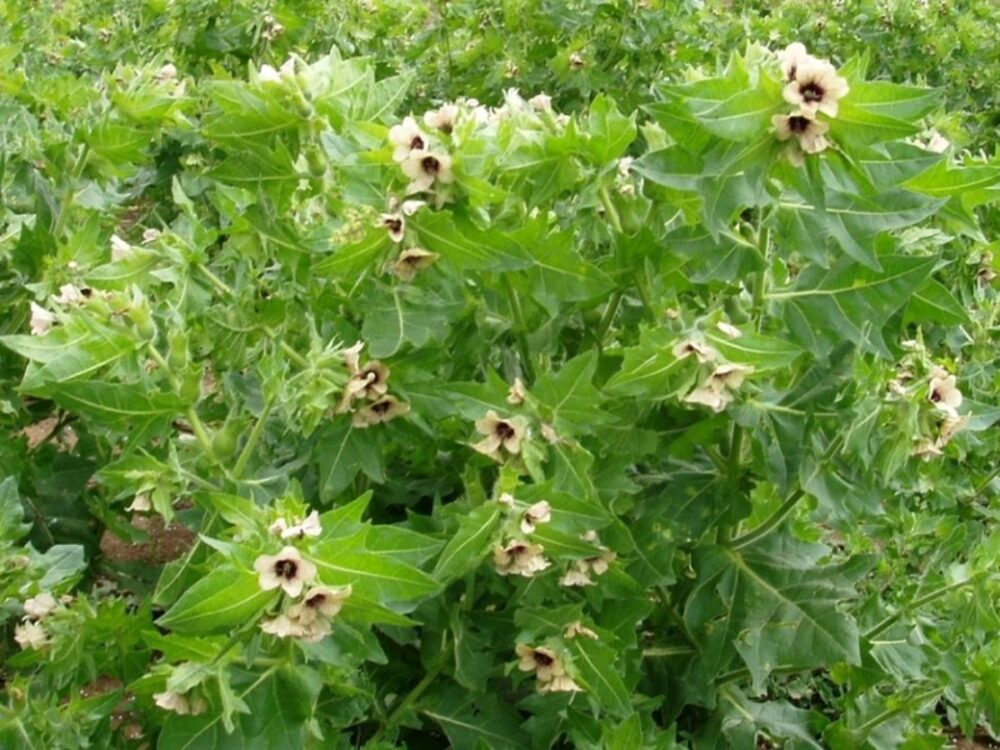 p-413-henbane-large-1200x900 p-413-henbane-large-1200x900