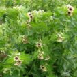 p-413-henbane-large-1200x900