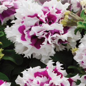 Petunia Mauve Double Pirouette F1