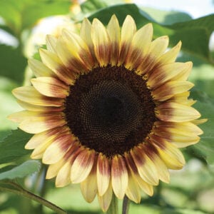 Tournesol Rouge/citron bicolor